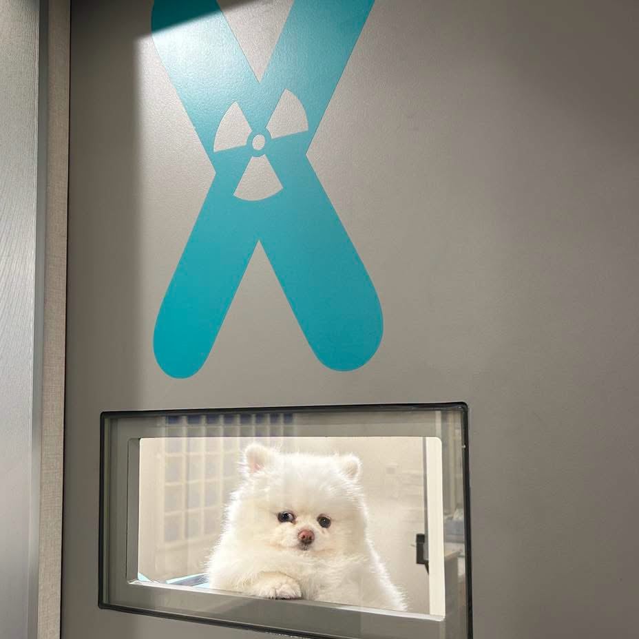 一隻白色博美犬趴在 X 光室的門窗後往外看，門上有藍色 X 字與輻射標誌