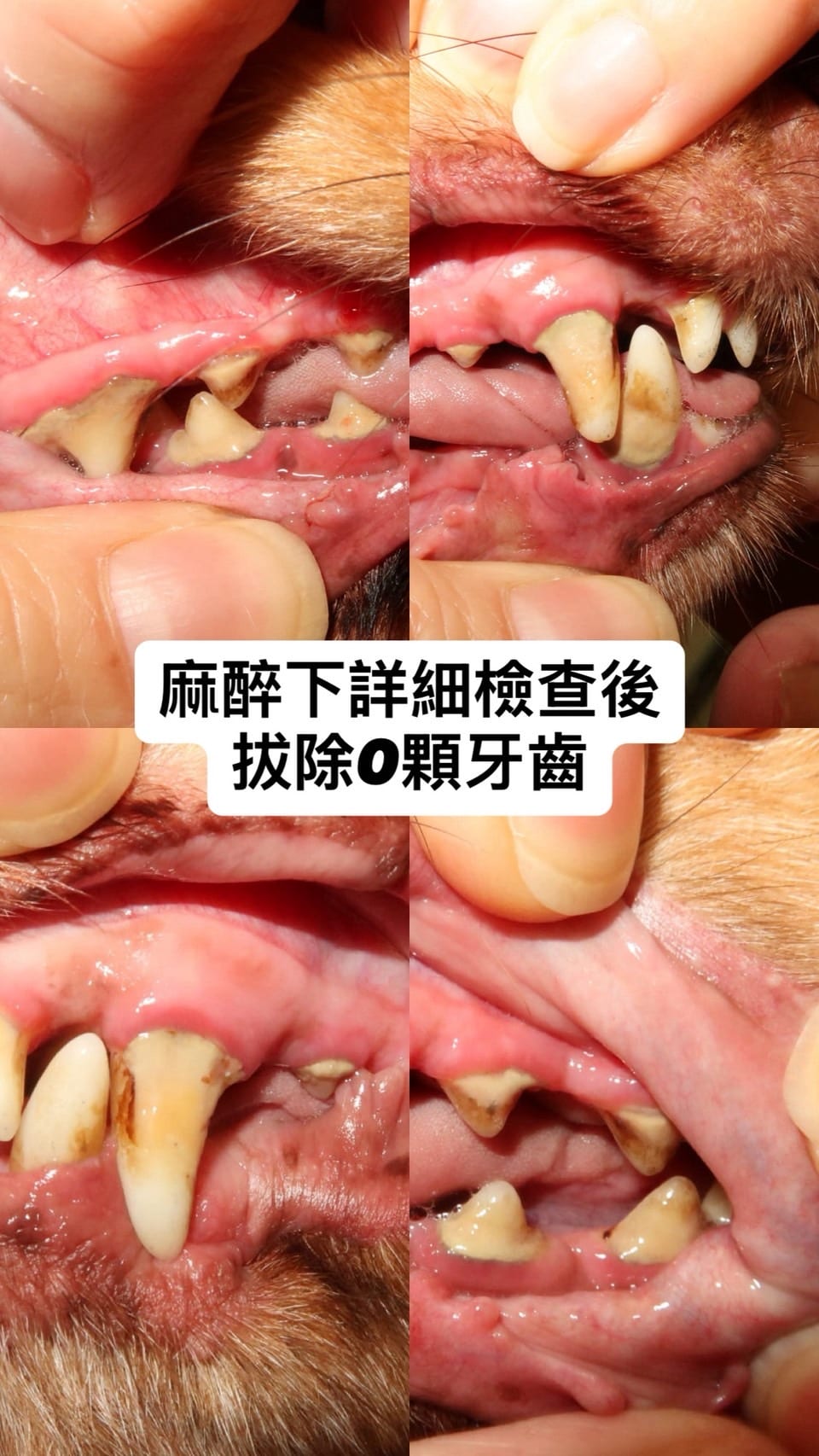 同一隻臘腸狗：麻醉下詳細檢查後拔除 0 顆牙齒