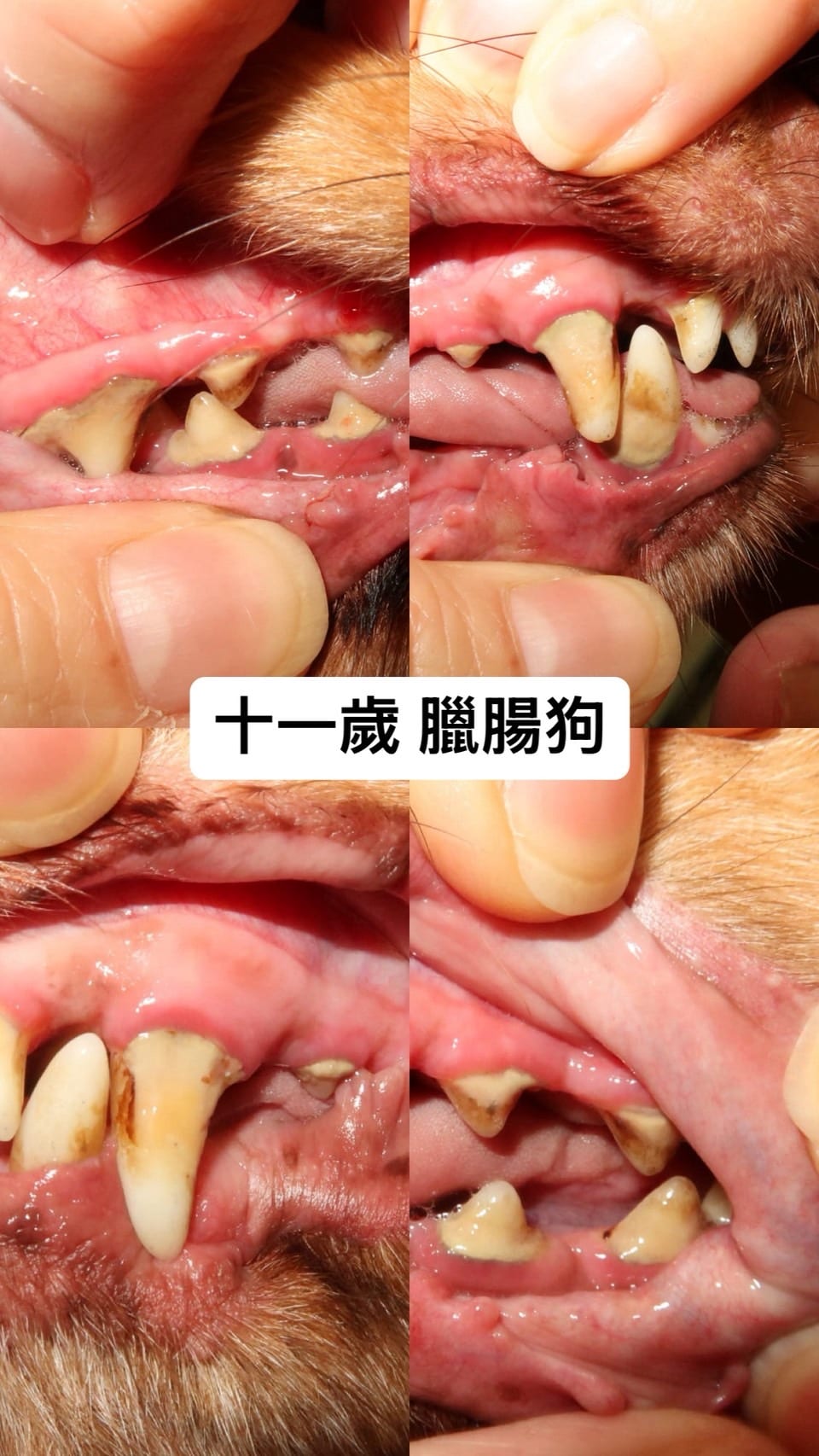 十一歲臘腸狗的四個角度牙齒，看起來很多牙結石