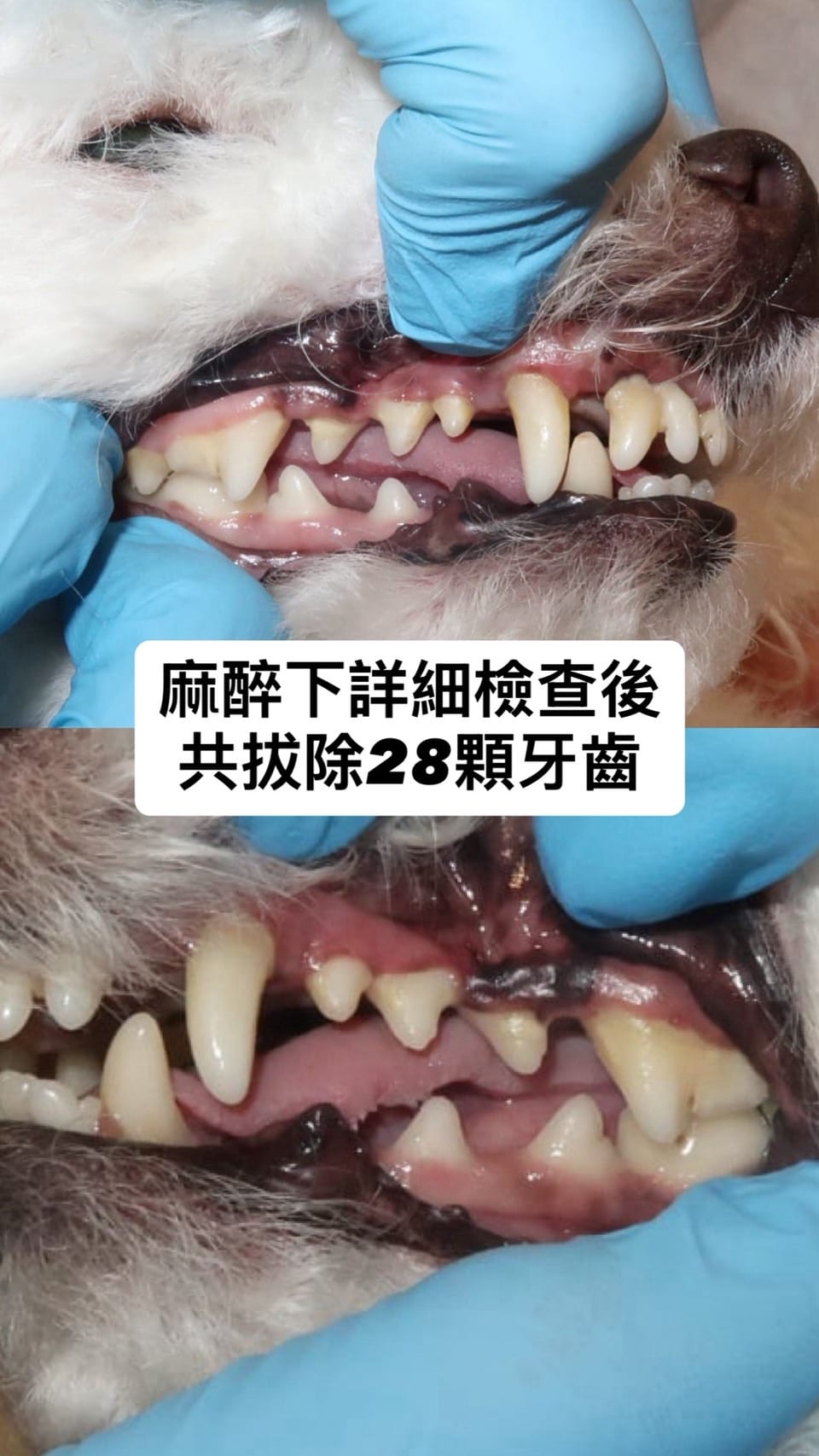 同一隻貴賓狗：麻醉下詳細檢查後共拔除 28 顆牙齒
