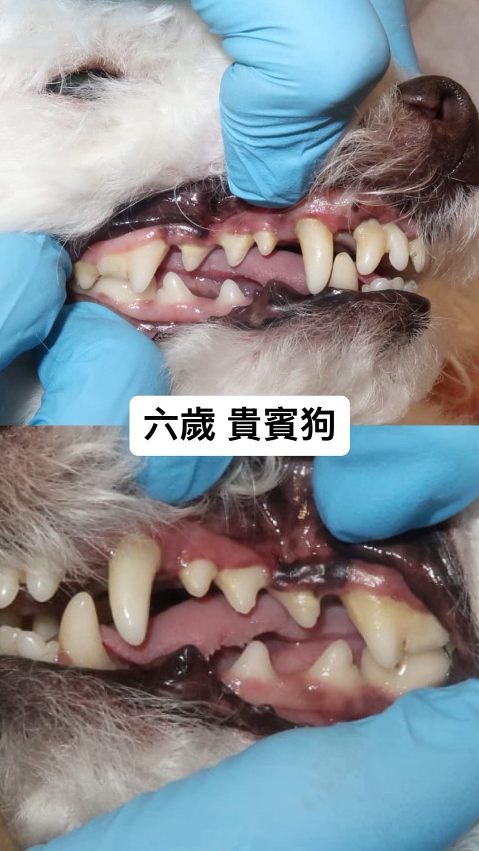 六歲貴賓狗的左右兩側牙齒，看起來一口白牙